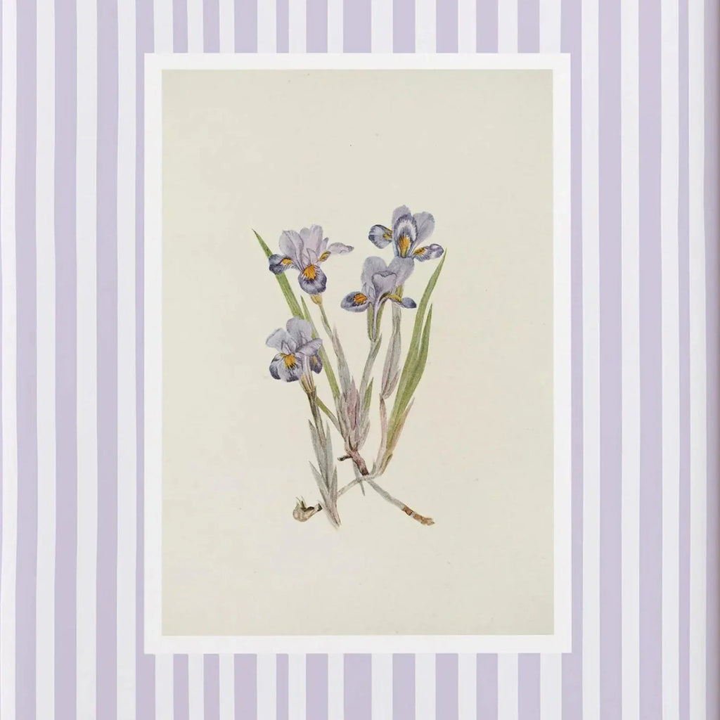 Lavender iris botanical illustration with soft purple striped frame
