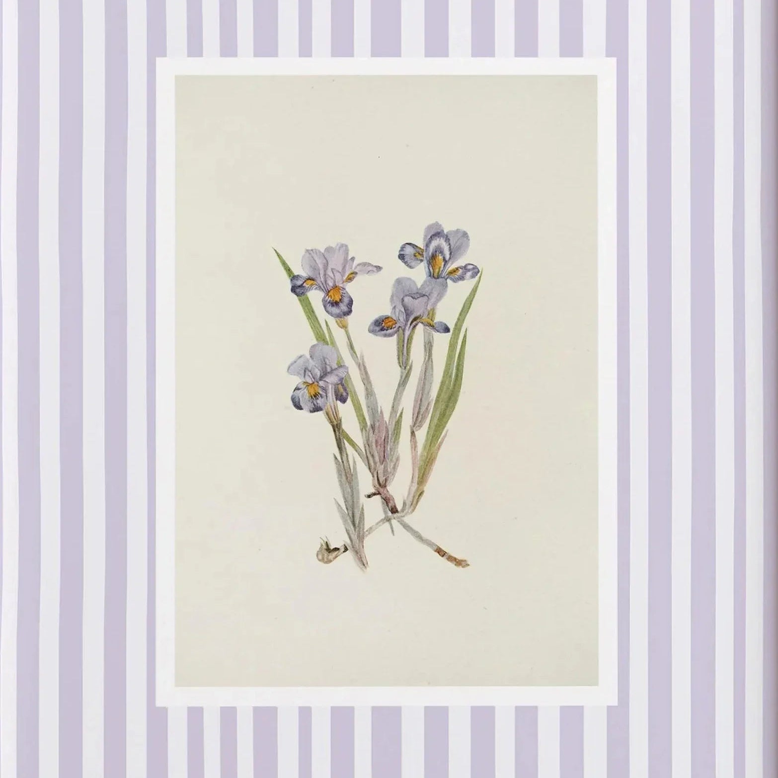 Lavender iris botanical illustration with soft purple striped frame