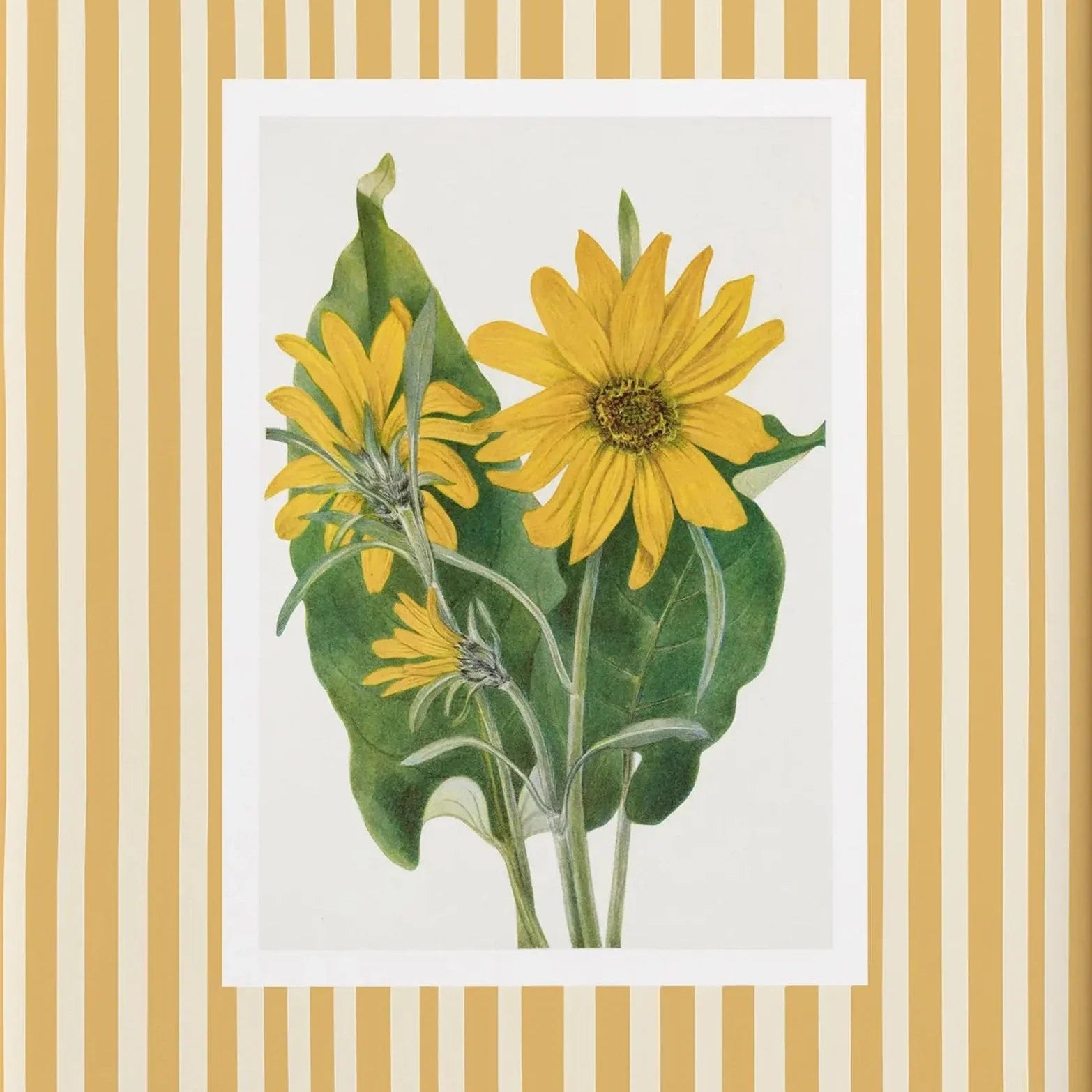 Yellow sunflower botanical illustration with mustard stripe frame