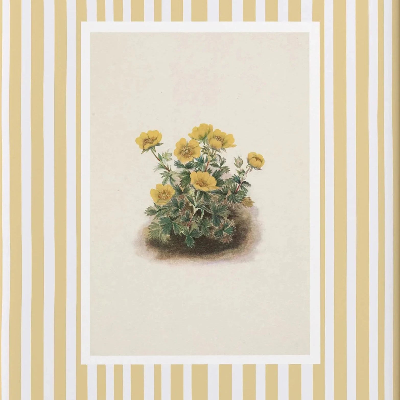 Yellow wildflower cluster botanical canvas with soft yellow stripes