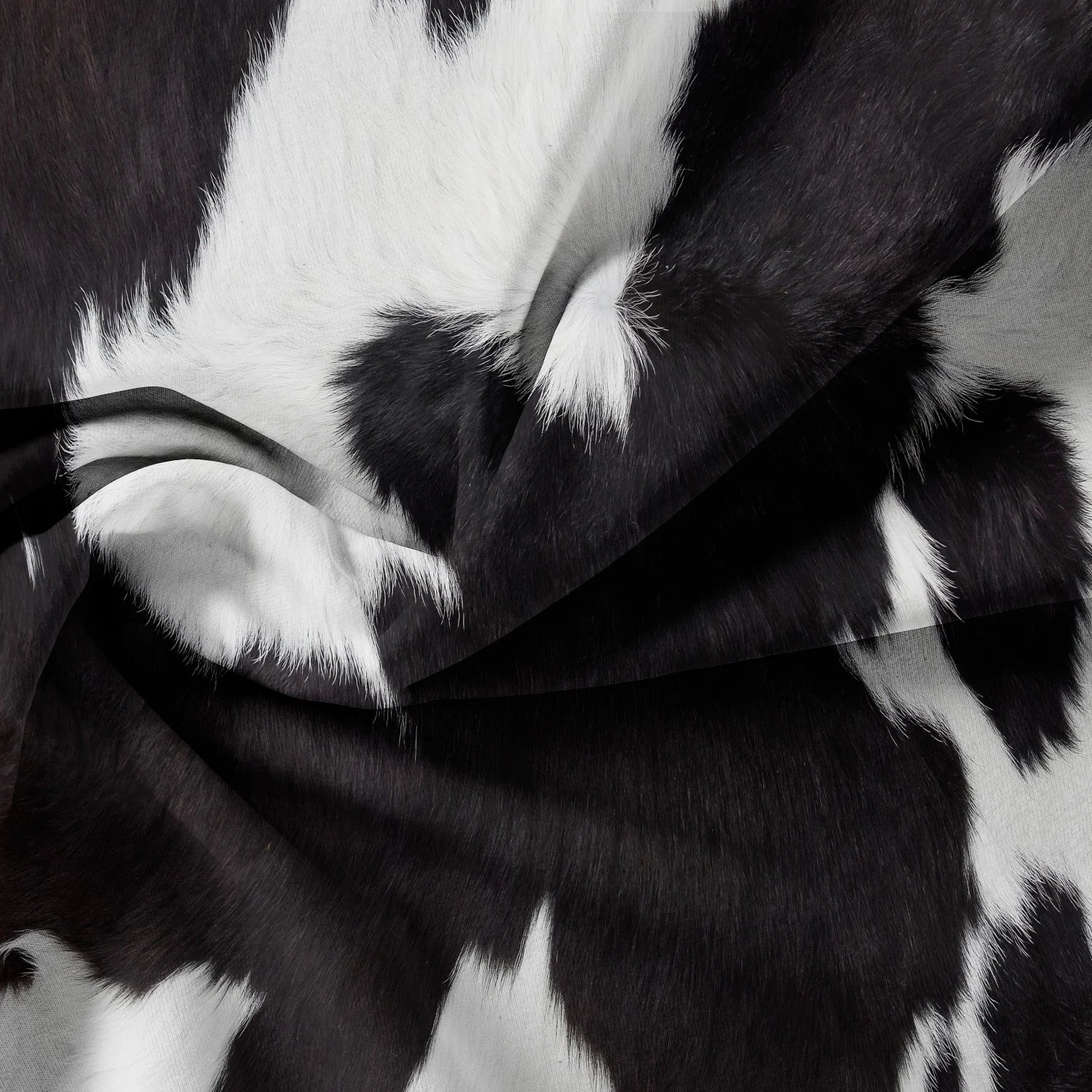 Close-up of a cow's black and white fur pattern